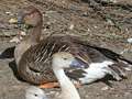 Thick-billed Bean Goose